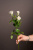Моно букет из белых кустовых роз Арт 989906Дв-Бел Моно букет из белых кустовых роз Арт 989906Дв-Бел